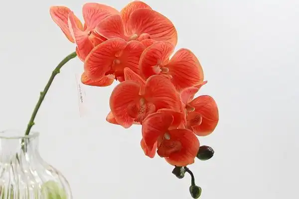 Can real-touch phalaenopsis be customized in other colors and flower head quantities?